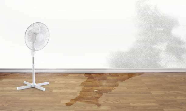 Best Water damage repair service  in Wheaton, MN